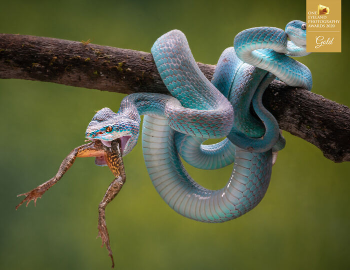 Blue Insularis 14 By Chin Leong Teo. Gold In Nature