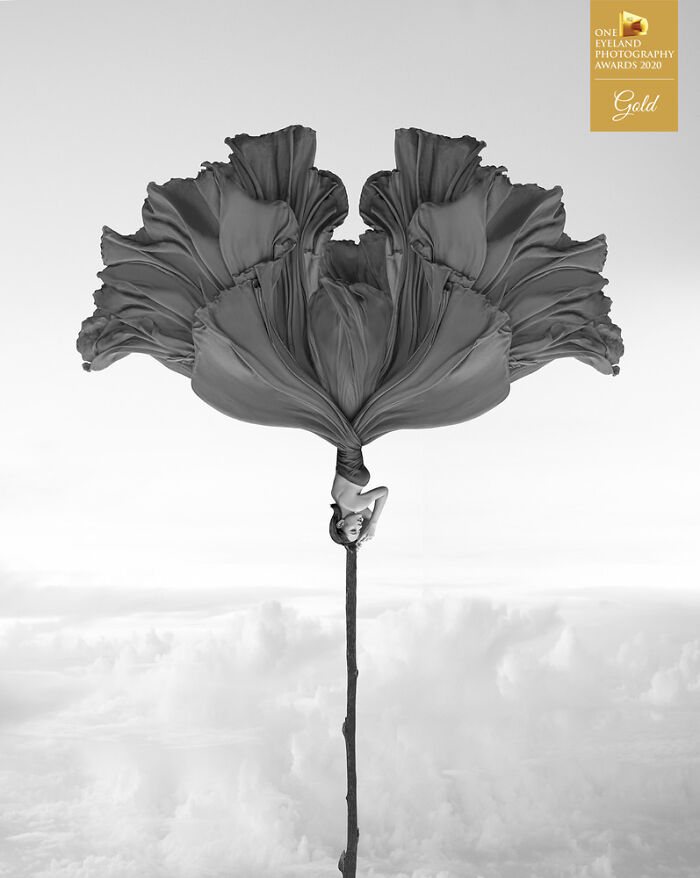 Two Sided Windflower By Kenneth Lam. Gold In Fine Art