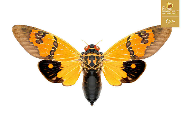 Hexapods By Derek Mccoy. Gold In Special