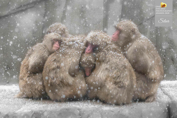 Snow Macaques By Chin Leong Teo. Silver In Nature