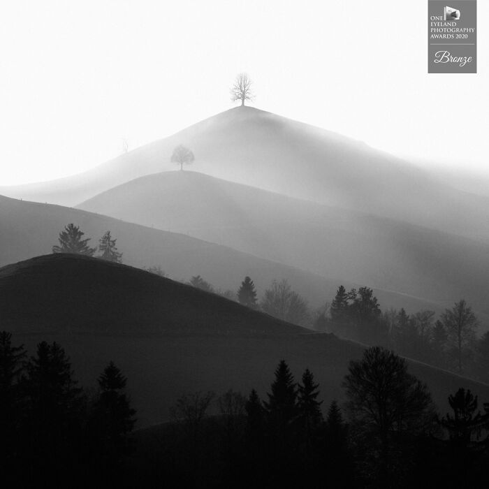 Aspiring By Rene Schaedler. Bronze In Nature