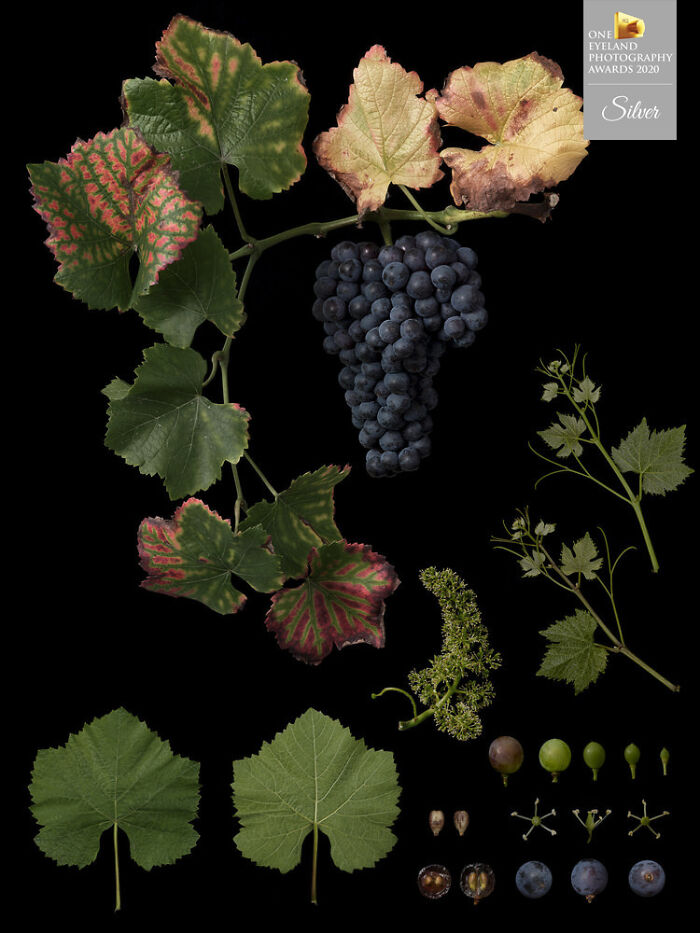 Identification Of Fruits By Masumi Shiohara. Silver In Advertising, Fine Art, Nature