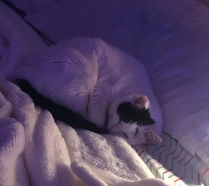 Also My Cat Nina! I Don't Have A Picture Of Her And My Dog Stella Together Because They Hate Each Other :/