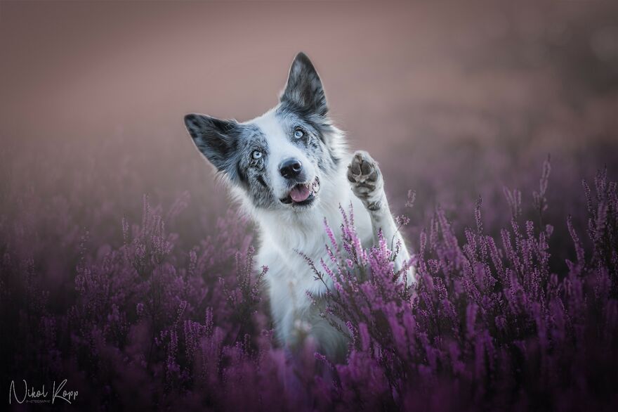 My Flower Power Dog Photos (10 Pics)