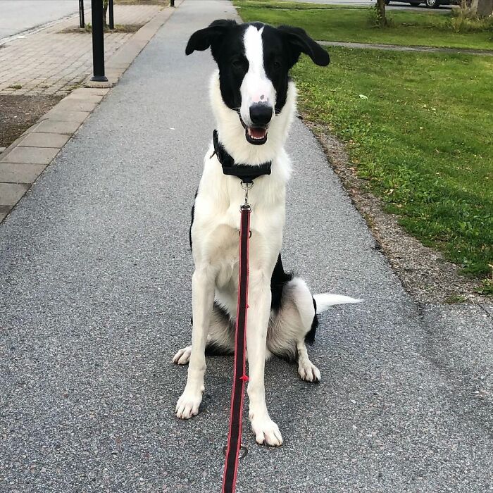 "Folks Claim That He Has Giraffe DNA In There Somewhere" - This Borzoi And German Shepherd Mixed Dog Has A Very Long Neck "Folks Claim That He Has Giraffe DNA In There Somewhere" - This Borzoi And German Shepherd Mixed Dog Has A Very Long Neck