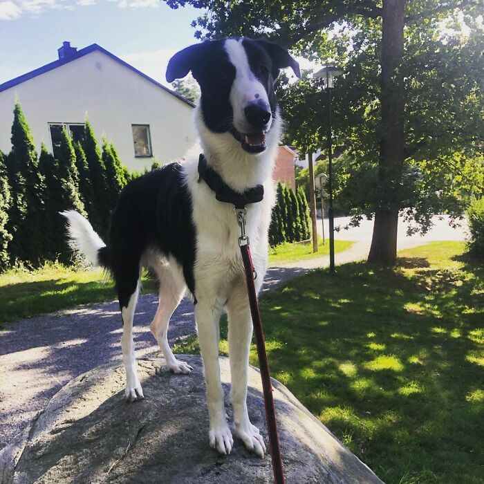 "Folks Claim That He Has Giraffe DNA In There Somewhere" - This Borzoi And German Shepherd Mixed Dog Has A Very Long Neck