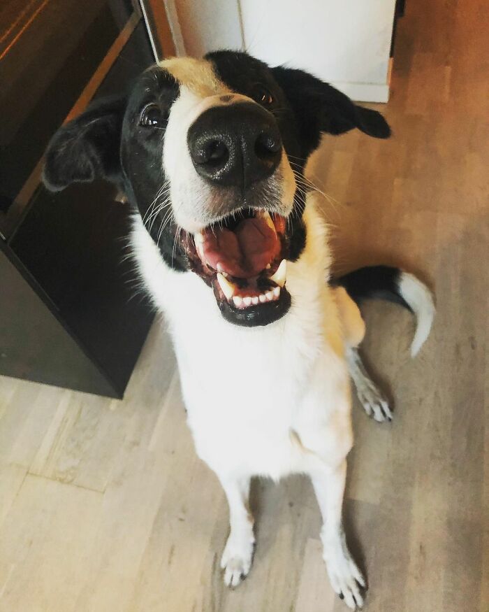 "Folks Claim That He Has Giraffe DNA In There Somewhere" - This Borzoi And German Shepherd Mixed Dog Has A Very Long Neck