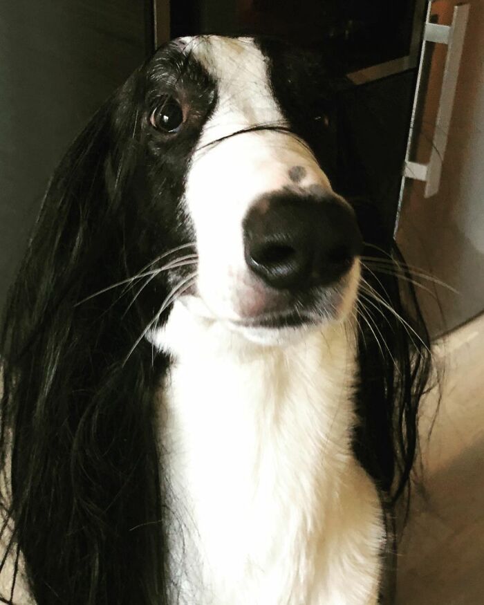 "Folks Claim That He Has Giraffe DNA In There Somewhere" - This Borzoi And German Shepherd Mixed Dog Has A Very Long Neck "Folks Claim That He Has Giraffe DNA In There Somewhere" - This Borzoi And German Shepherd Mixed Dog Has A Very Long Neck
