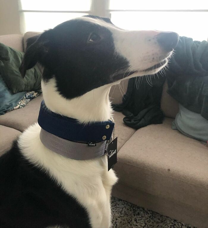 "Folks Claim That He Has Giraffe DNA In There Somewhere" - This Borzoi And German Shepherd Mixed Dog Has A Very Long Neck "Folks Claim That He Has Giraffe DNA In There Somewhere" - This Borzoi And German Shepherd Mixed Dog Has A Very Long Neck