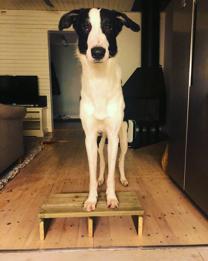 "Folks Claim That He Has Giraffe DNA In There Somewhere" - This Borzoi And German Shepherd Mixed Dog Has A Very Long Neck