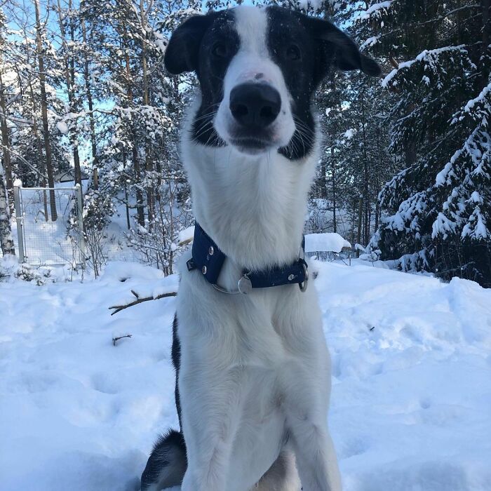 "Folks Claim That He Has Giraffe DNA In There Somewhere" - This Borzoi And German Shepherd Mixed Dog Has A Very Long Neck "Folks Claim That He Has Giraffe DNA In There Somewhere" - This Borzoi And German Shepherd Mixed Dog Has A Very Long Neck