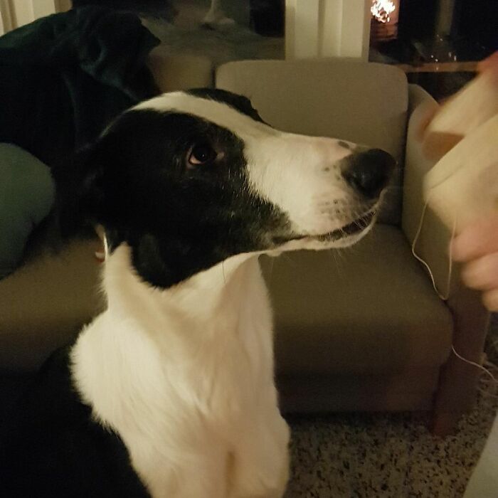 "Folks Claim That He Has Giraffe DNA In There Somewhere" - This Borzoi And German Shepherd Mixed Dog Has A Very Long Neck "Folks Claim That He Has Giraffe DNA In There Somewhere" - This Borzoi And German Shepherd Mixed Dog Has A Very Long Neck