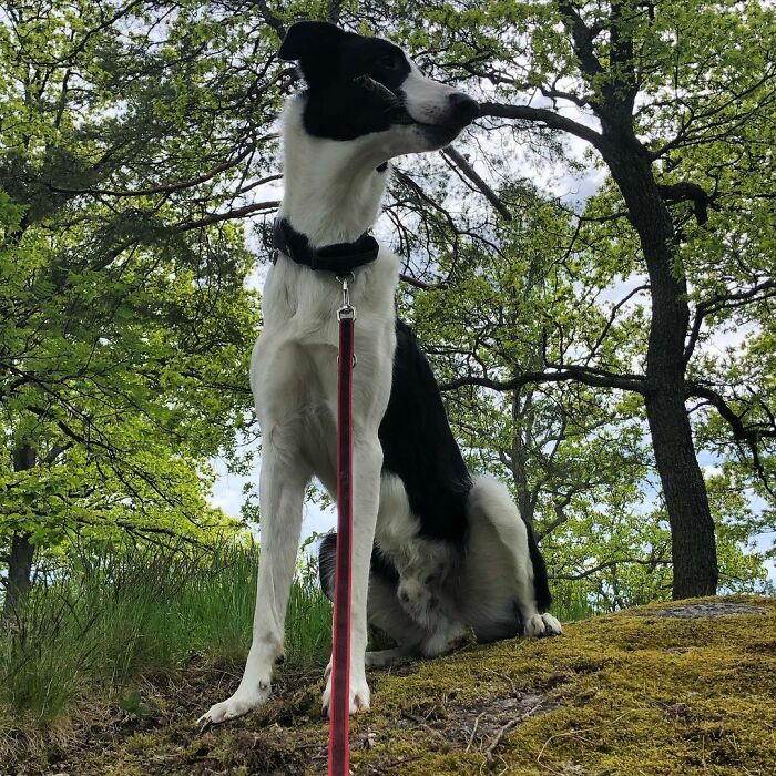 "Folks Claim That He Has Giraffe DNA In There Somewhere" - This Borzoi And German Shepherd Mixed Dog Has A Very Long Neck
