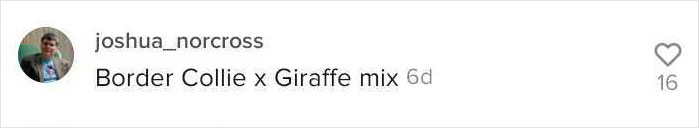 "Folks Claim That He Has Giraffe DNA In There Somewhere" - This Borzoi And German Shepherd Mixed Dog Has A Very Long Neck "Folks Claim That He Has Giraffe DNA In There Somewhere" - This Borzoi And German Shepherd Mixed Dog Has A Very Long Neck