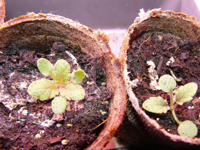 I Got California Bluebells To Sprout. One Has Three Seed Leaves (Cotelydens) Instead Of Two.