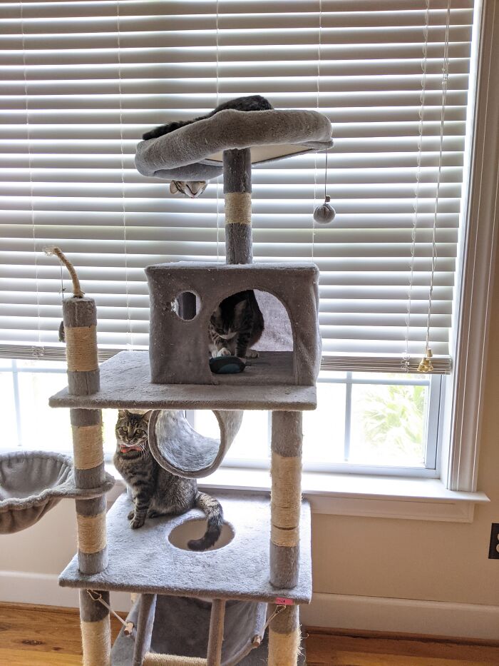 From Top To Bottom: Trick, His Brother Treat, And Stevie.