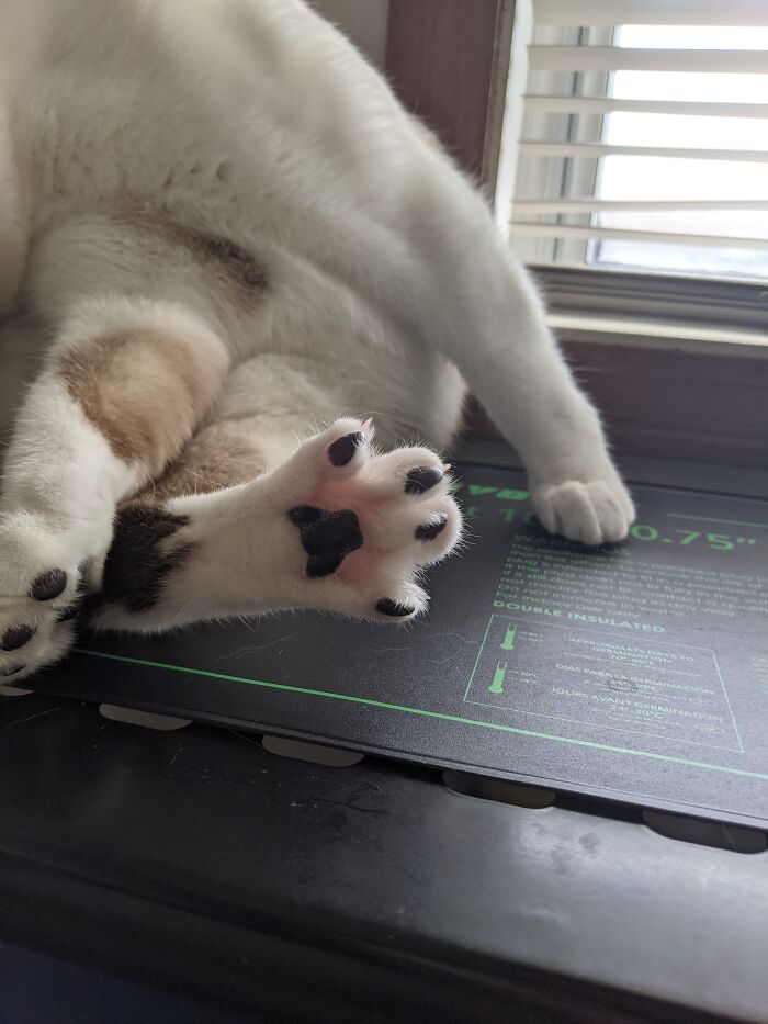 This Is Kihei. He Has The Most Perfect Beans