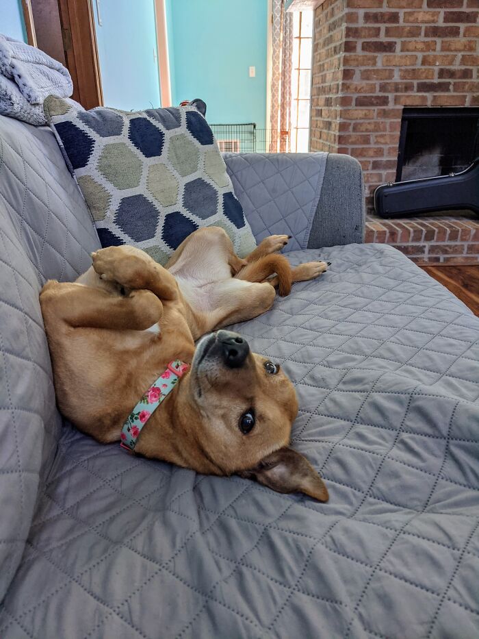 My Baby Girl, Penny. The Couch Belongs To Her.