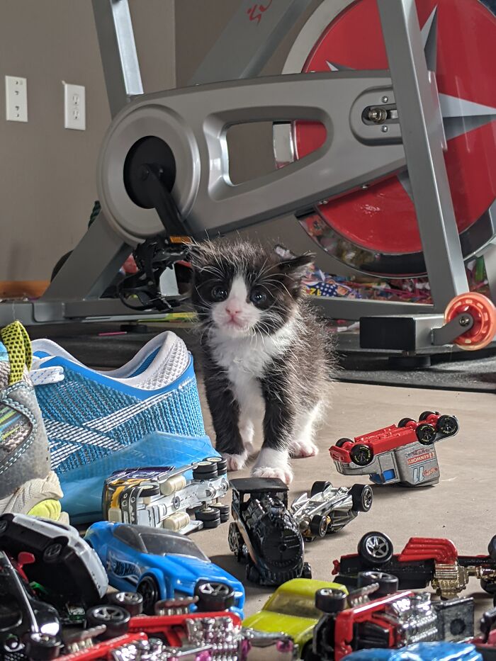 This Is Max. Short For Maxson. He Will Be A Big Kitty Someday