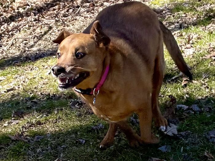 Penny Mid Happy Run