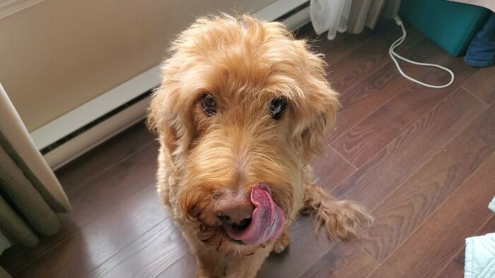 My Name Is Phenix, And The Burger On The Table Was Very Good!