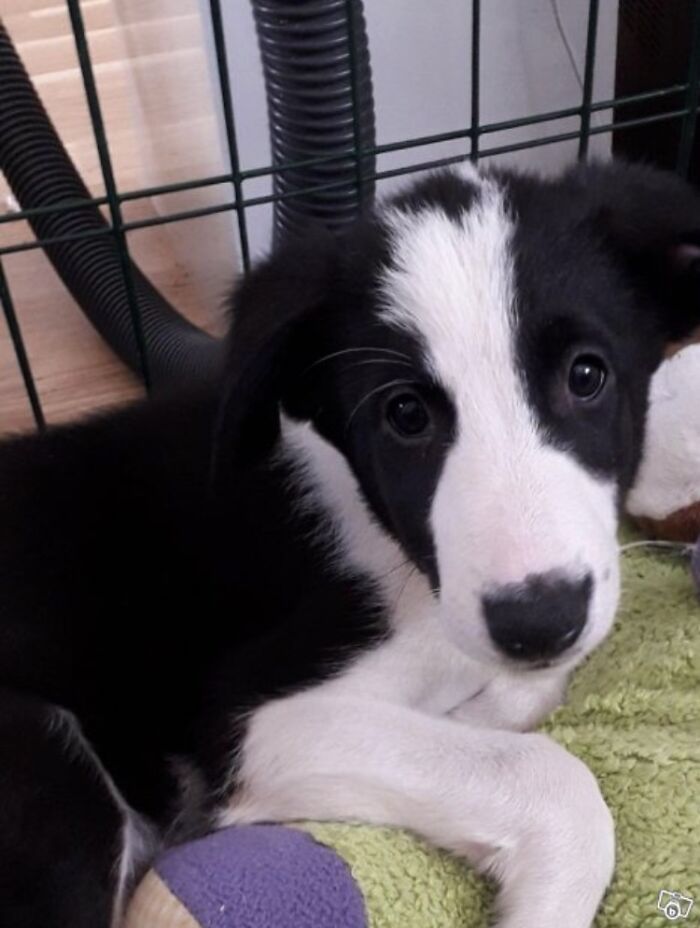"Folks Claim That He Has Giraffe DNA In There Somewhere" - This Borzoi And German Shepherd Mixed Dog Has A Very Long Neck