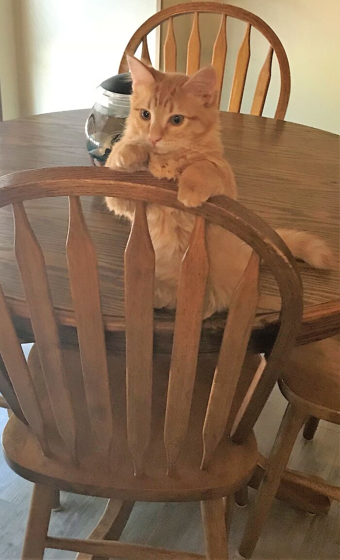 My Munchkin, Randal, Supurrvising Food Preparations.