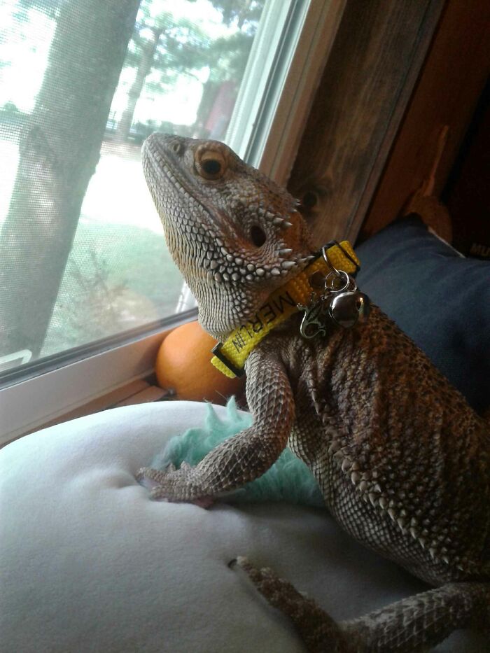 My Grandson Merlins Bread