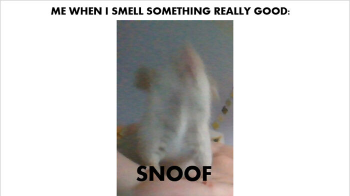 Perla The Mouse: Snoof