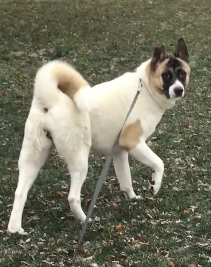 My Trash Panda Doggo