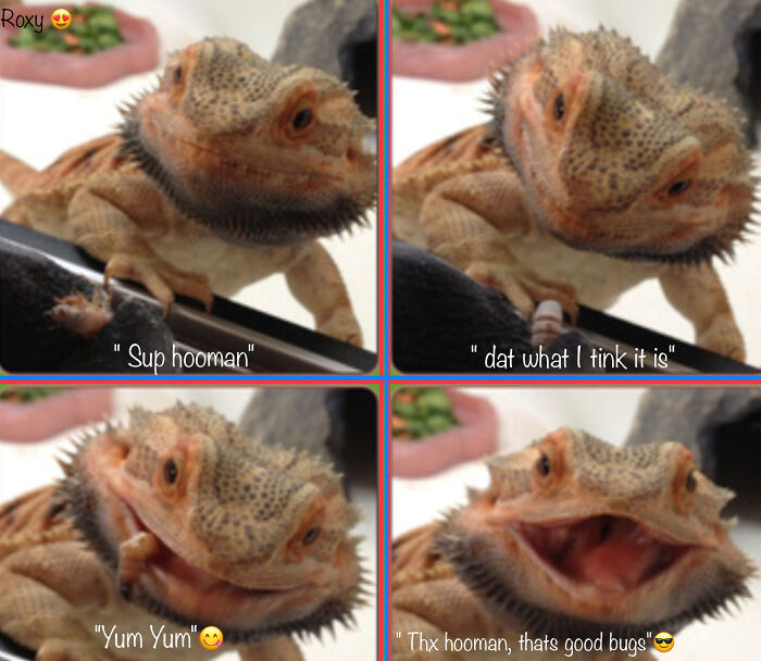 Roxy In Her Funny/Hunger Mood (Don't Know If This Is A Meme Thou)😁