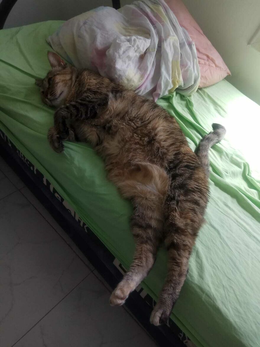 Beware Of Ferocious Animals!