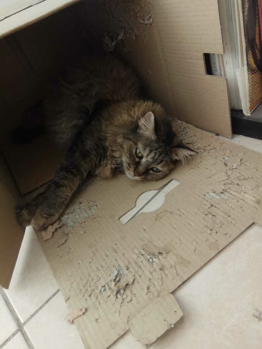 Beware Of Ferocious Animals!