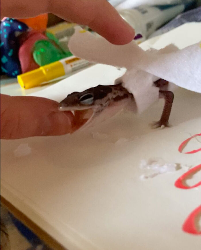 This Is My Fat Tailed Gecko Cece!! She Was Not Very Happy With Me.... I Made Her A Dragon Costume