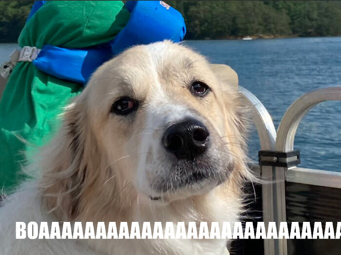 Boooaaaaaaaatttttttt