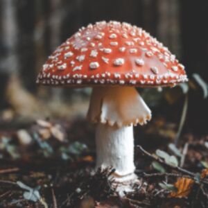 traditionofwar avatar