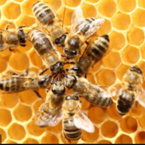 dahliainskeep avatar