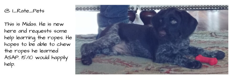 @ I_rate_pets, We Rate Whatever You Send.