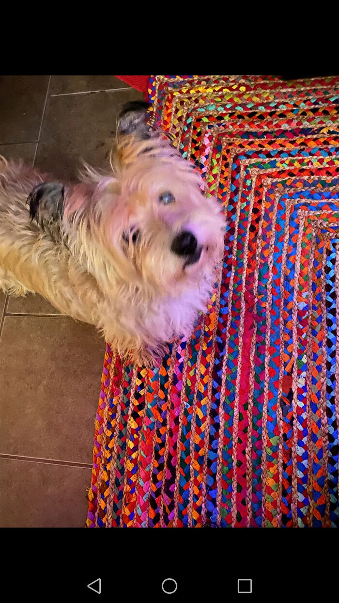 This Handsome Devil Is Hitting 16 Years - Barney (Cairn Terrier)