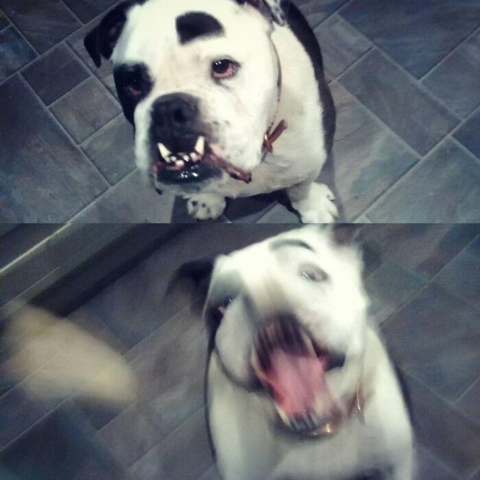 Pretty Cute,until Cheese Is Involved