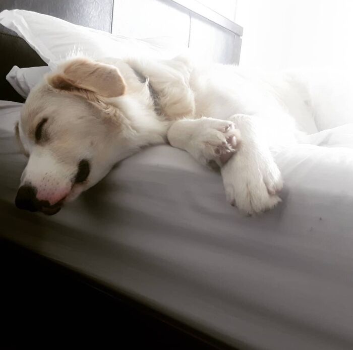 Anzac 3/4 Retriever 1/4 Collie, 100% Fluffball