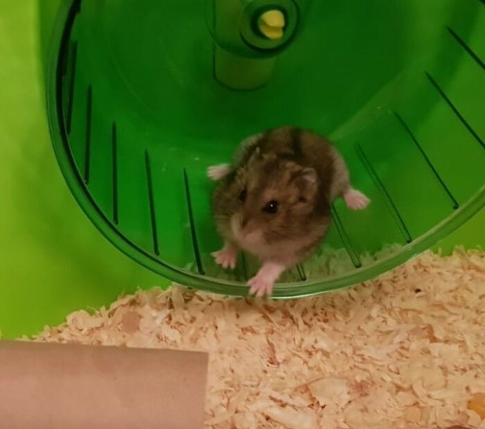 My Hamster As A Baby, He's Really Old Now And Hasn't Changed In Size At All!!!