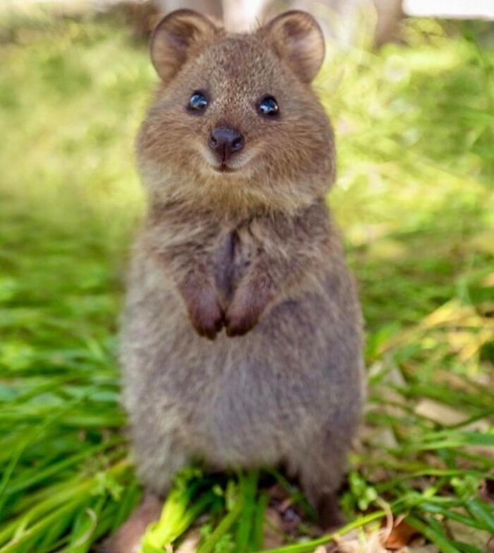 Happiest Animal In The World, Quokka ❤️