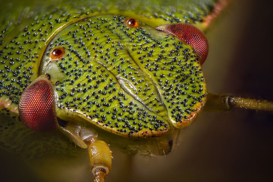 Shield Bug