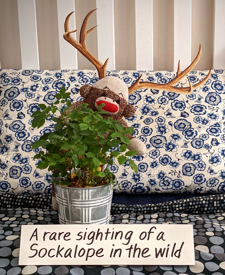 Since Covid Began, I Have Tried To Make My Wife Laugh Every Day By Creating Amusing Situations With A Sock Monkey. Here Are 40.