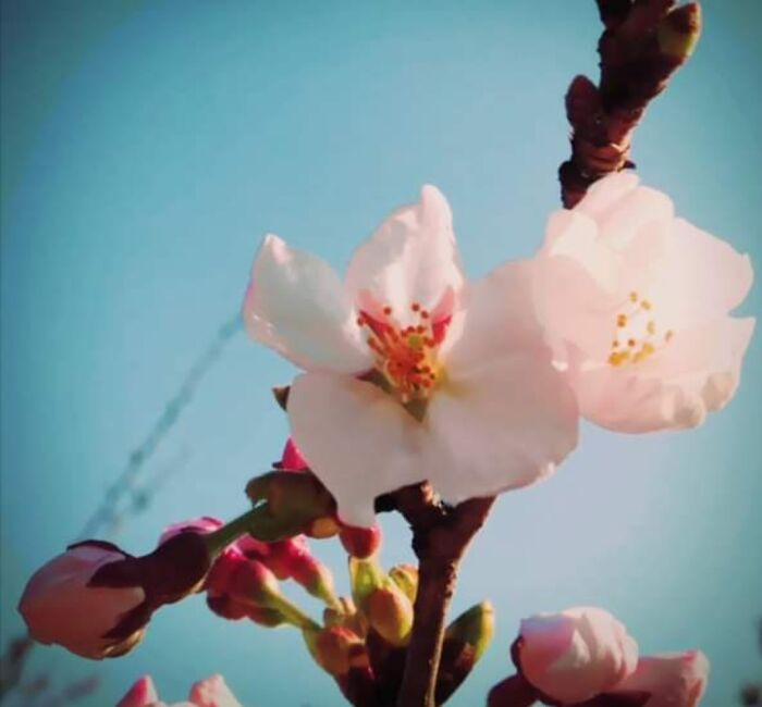 Hanami 2016 Is Sendai-Shi