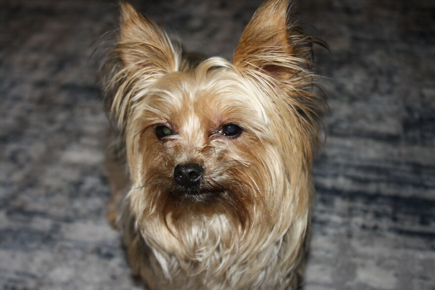 Some Cool Photos I Took Of My Dog, Luna In Quarantine.