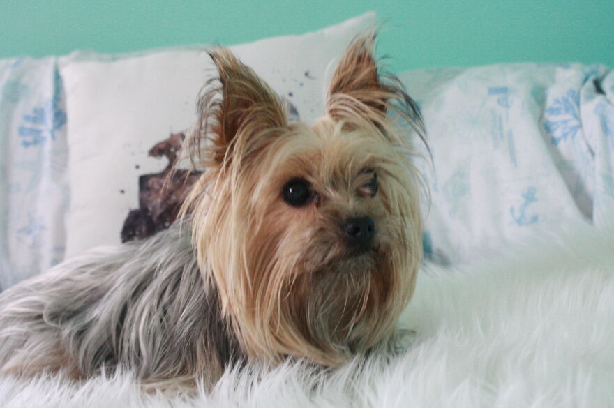 Some Cool Photos I Took Of My Dog, Luna In Quarantine.