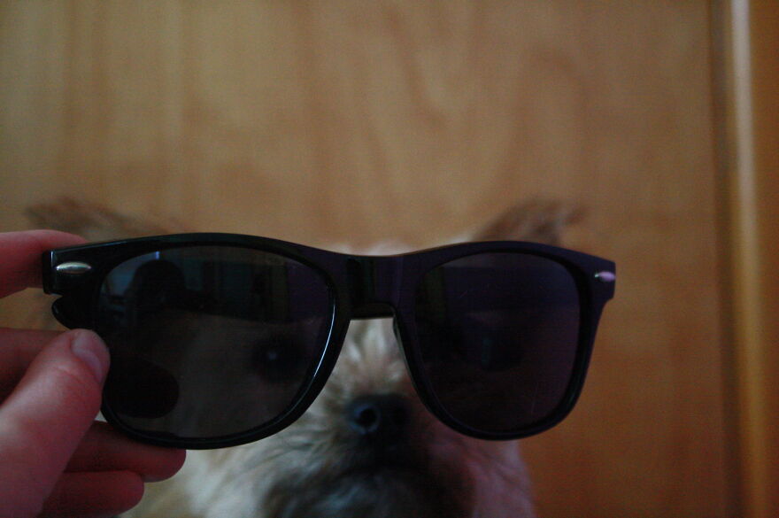 Some Cool Photos I Took Of My Dog, Luna In Quarantine.