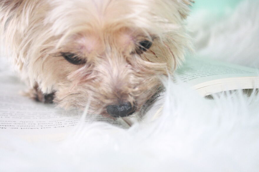 Some Cool Photos I Took Of My Dog, Luna In Quarantine.